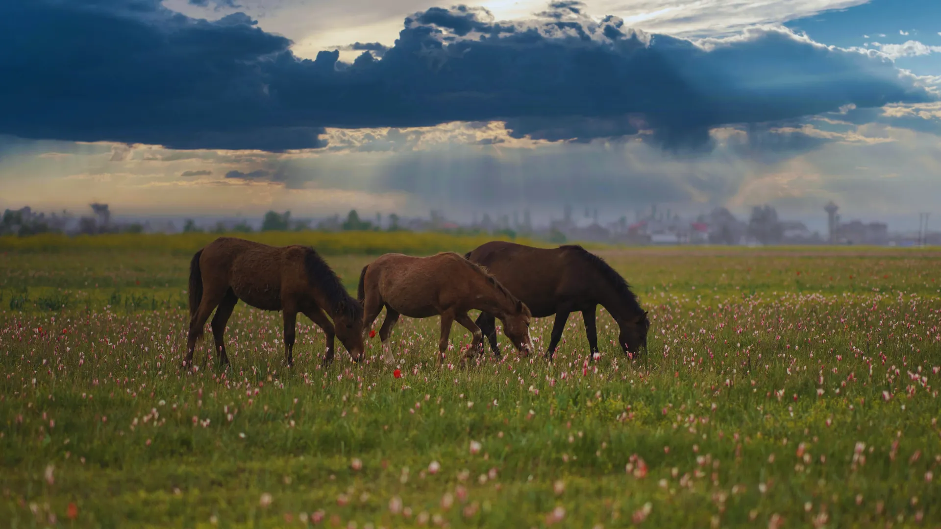 Scenic view of Kashmir meadows